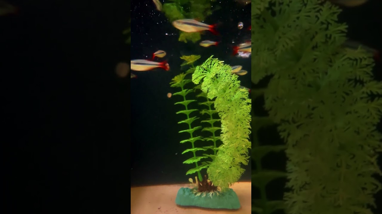 Redfin Penguin Tetras Deserve More Attention