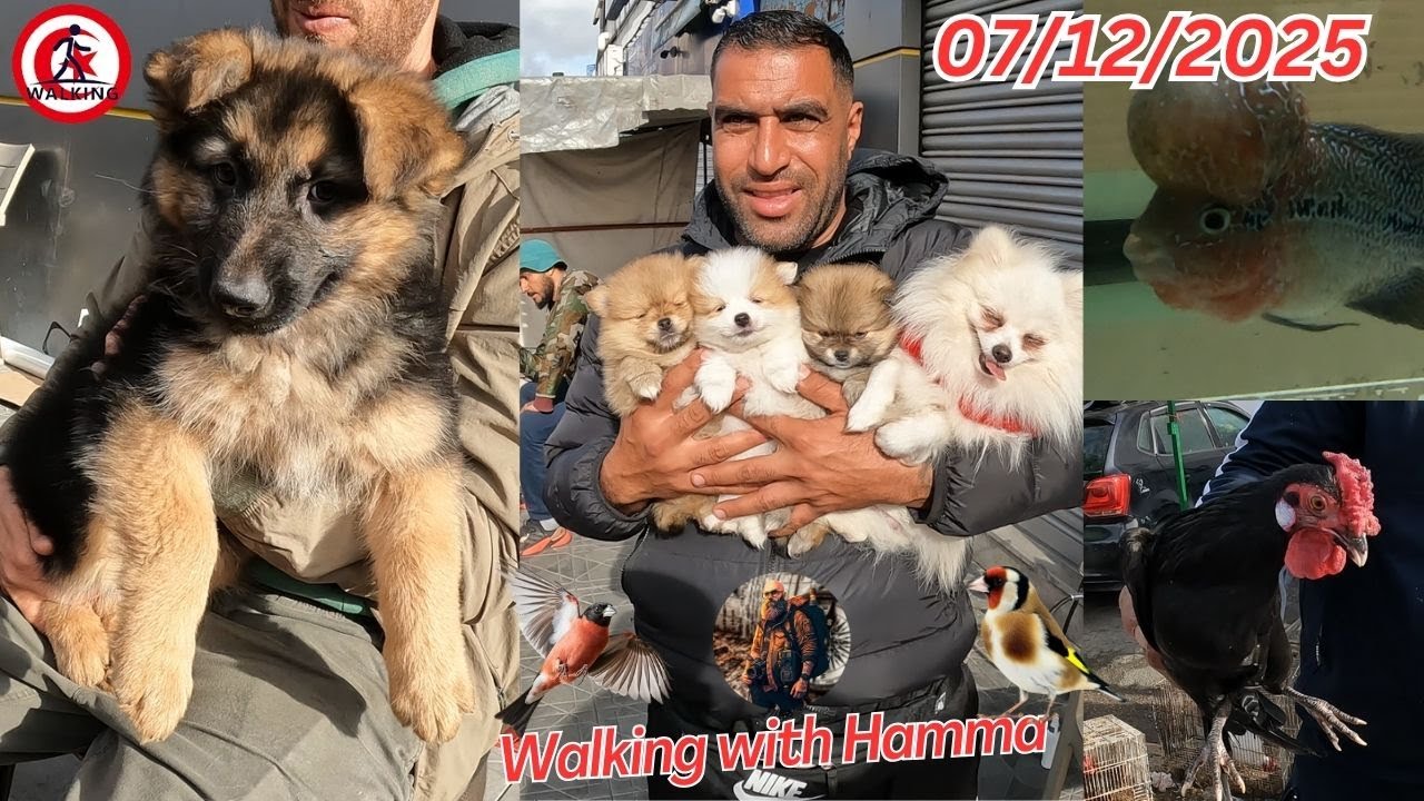 جولة في سوق  منصف باي  الحيوانات  07/12/2025 (  Moncef Bay animal )