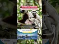 Au bord de l’extinction, 13 naissances redonnent espoir au Sifaka couronné
