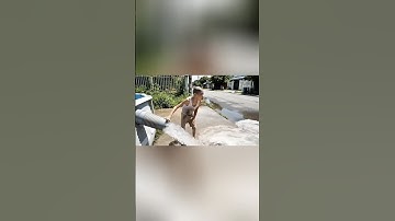Hùng chồn tháo khô nước đổ bùn bể bơi troll capybara #trending #funny #capybara #ai #veo3 #shorts