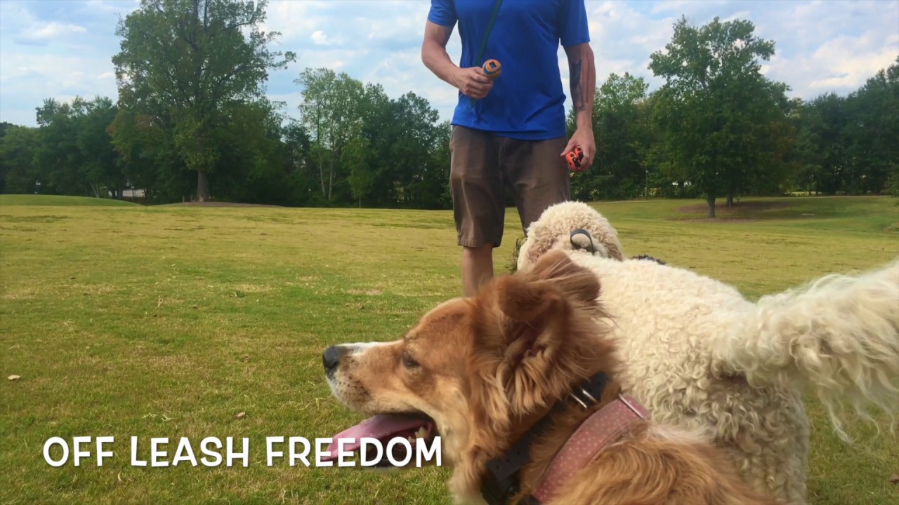 16 Mo Golden Doodle Penny/Greenville Dog Training/Best k9 Trainers Greenville heel turn