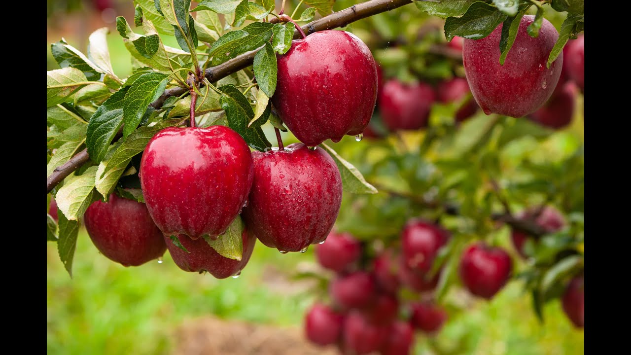 Letter A Apple Picking at Russells Apple Orchard in Ipswich