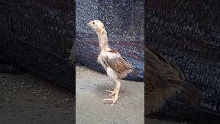 Anak Ayam Usia 1 Bulan sundafarm