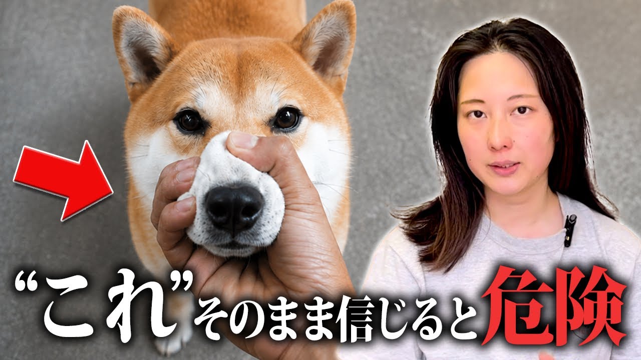 飼犬手噛 噛み】「これで噛まなくなる」といった手っ取り早いしつけを信じている
