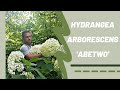 Gyengébb hajtású HORTENZIÁK KEZELÉSE | Hydrangea arborescens &#39;Abetwo&#39; - Cserjés hortenzia