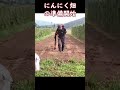 にんにく畑の準備開始：苦土石灰混入作業のショート動画：2023年版