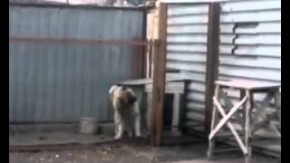 Собака танцует в Караганде район - Михайловка