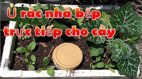 Ủ rác nhà bếp trực tiếp cho cây | @AnhTuBetta