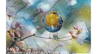 Acoustic Birds