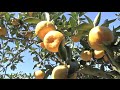 Southeast Georgia Farm Harvesting Crop Of Satsuma Oranges