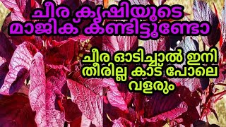 ചീരകൃഷി ഇങ്ങനെ ചെയ്തുനോക്കൂ സിമ്പിൾ ഐഡിയ |Malanad Wibes | Malayalam screenshot 4