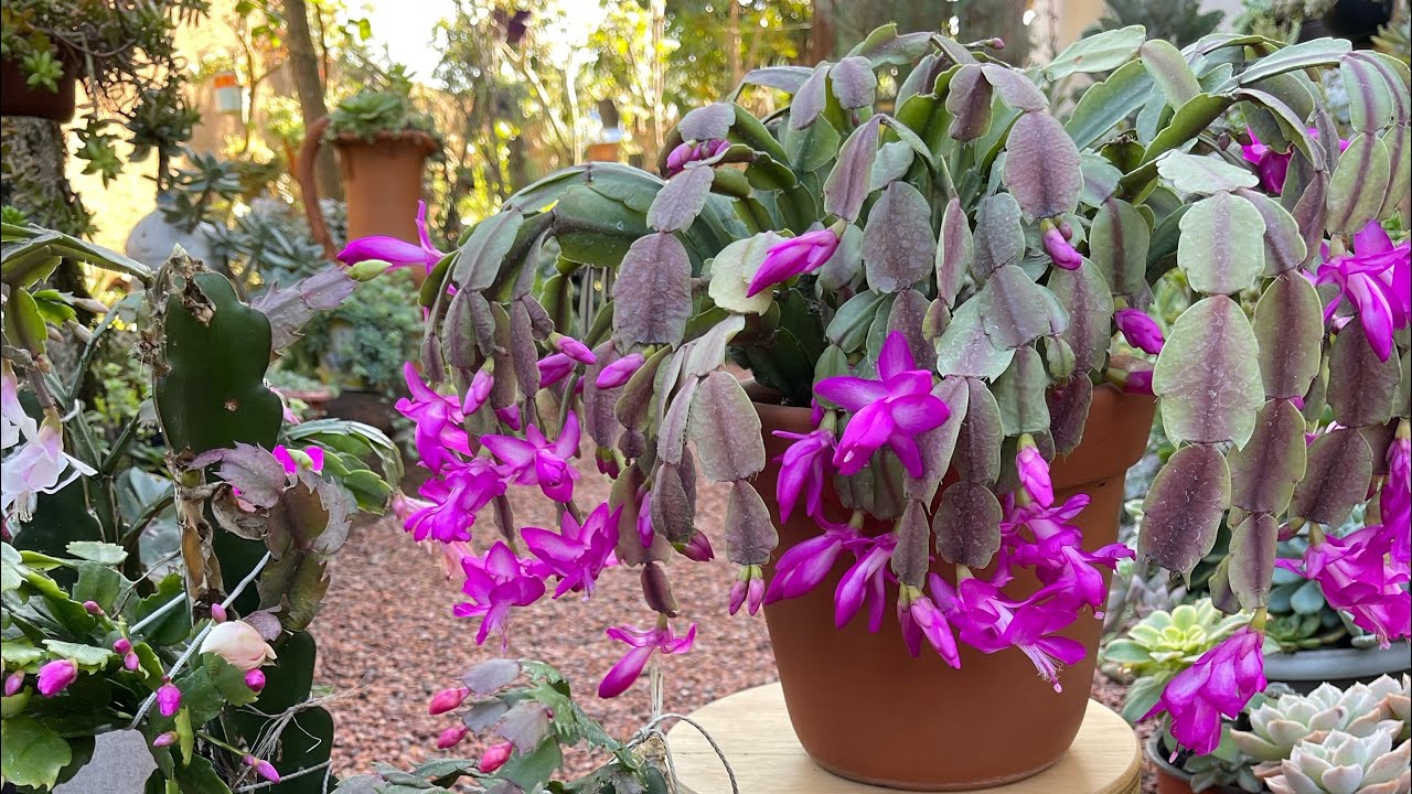 Como SALVAR a FLOR DE MAIO desidratada e quebradiça em floração