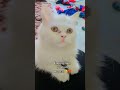 funny cat and birds #viral #cat #budgies #shorts