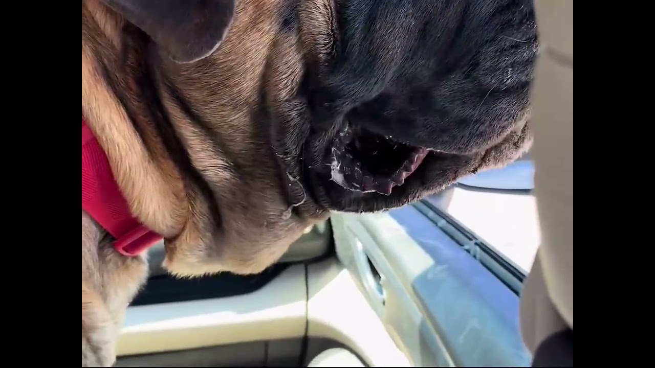 Bowserthemastiff88-Any car detailers in Vegas？ #fyp #dogsoftiktok #bowsersworld #bigdogs