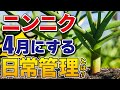#12.【ニンニク栽培】4月する日常管理で病害虫予防しよう！大きくするためにするコト【家庭菜園】