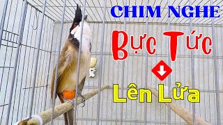 chào mào đấu kích chim nhanh căng lửa | kích chào mào ỨC CHẾ sổ giọng hót đấu sáng.kích chào mào ché