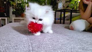 Kitten Loves His Red Ball