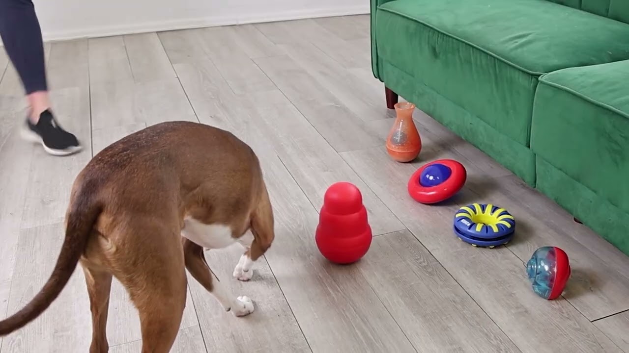 KONG Genius Leo Food Dispensing Dog Toy, Small | Petco