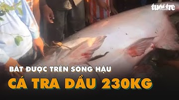 Ngư dân bắt được cá tra dầu 