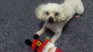 Go Daisy Go