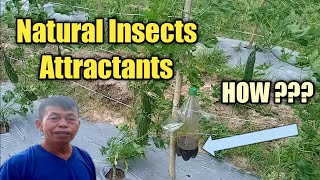 How To MAKE Natural Insect Attractants That Will Reduce Chemical Pesticides Consumption