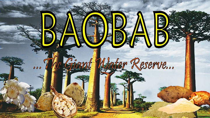 Baobab tree | Learn things about amazing baobab tree