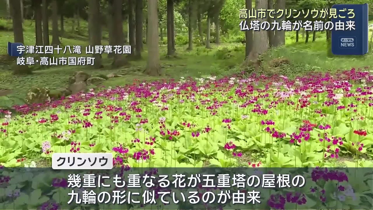 Primroses are in full bloom at Utsue Forty-Eight Waterfalls in