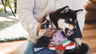 突然鬼化した柴犬を助けてみた【豆柴暮らし】