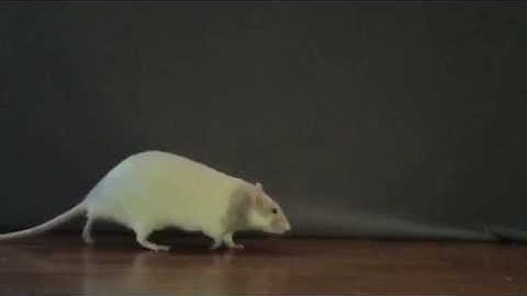 Adult Rat Walk Cycle (Slow Motion Video) Animation Reference