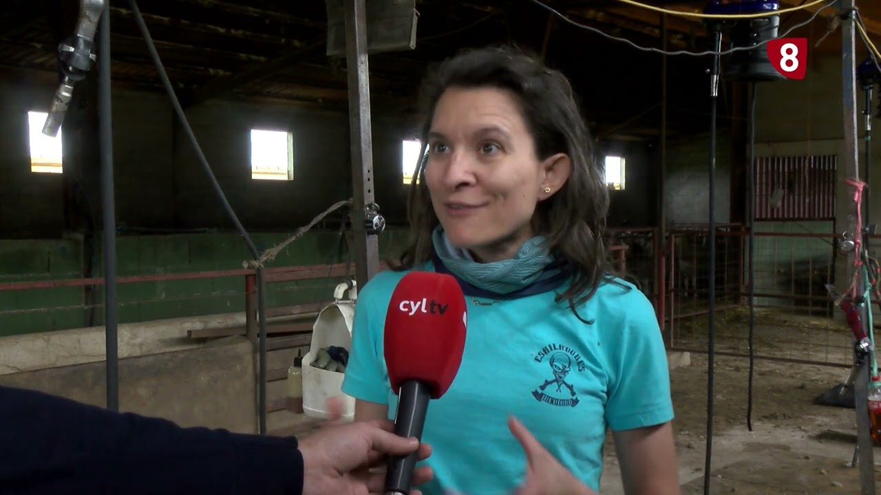 Asistimos a la esquila y clasificación de vellones de ovejas en Arroyo de Cuéllar