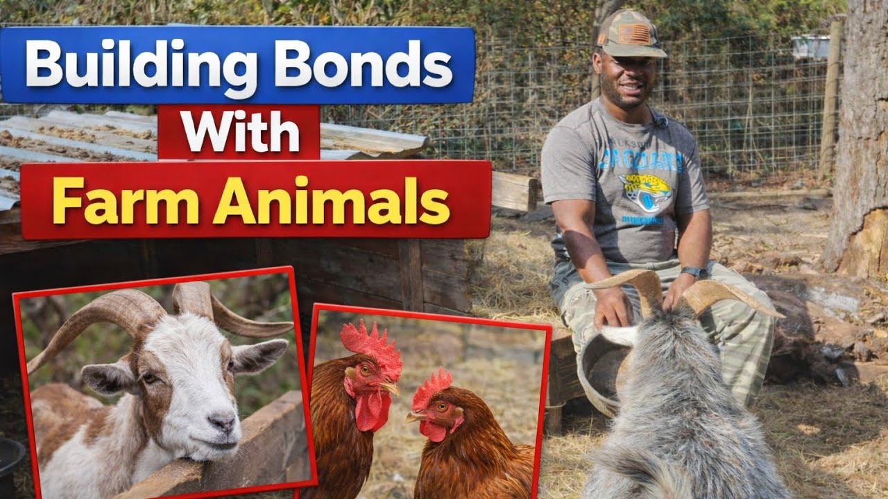 Building Bonds with Farm Animals 