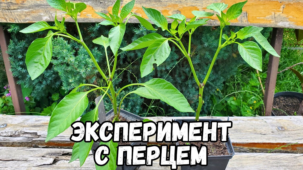 Удаление листьев у перца Cayenne Joe’s Long — влияет ли это на урожайность?