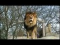 Lion saying Allah