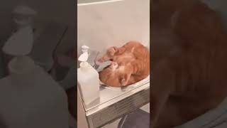 cat fell asleep in the bathroom