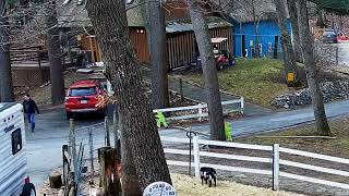 Goldys Driveway Goats 133Pm Nick Leaves Cabin 342024
