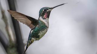Chapter 1- Hummingbird Observatory, Colombia