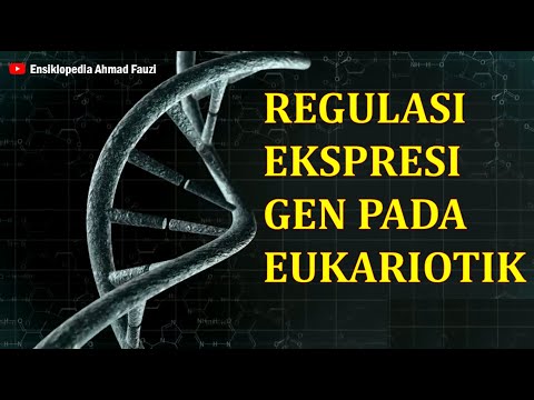 Video: Bagaimana ekspresi gen pada E coli diatur?