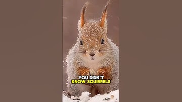 How Red Squirrels Outsmart Their Rivals! #SmartSquirrel #AnimalIntelligence #RedSquirrelMoves