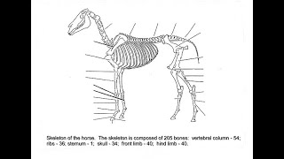 KPU Naming the equine skeleton Labeled Horse Skeleton