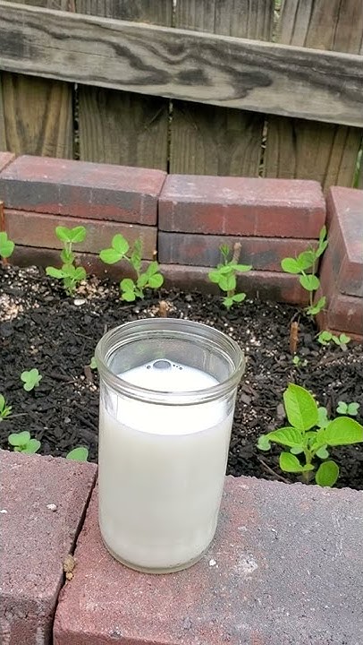 is-milk-good-for-plants-youtube