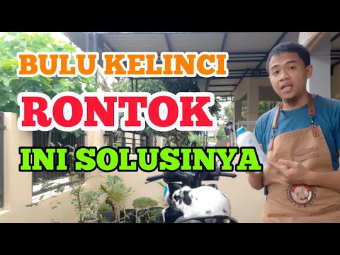 Video: Rambut Rontok Pada Kelinci