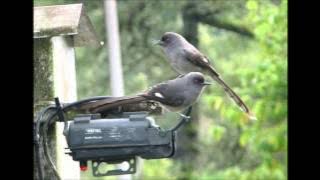 Suara burung murai air, air mancur  murai besi, murai cai untuk pemasteran