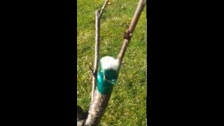 Grafting and pruning sweet cherry trees in Norway PART 1