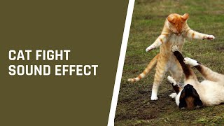 Cat Fight Noises