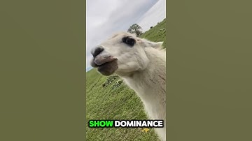 Why Do Llamas Spit? The Gross Truth Explained!  #LlamaSpitting #funnyanimals #shorts