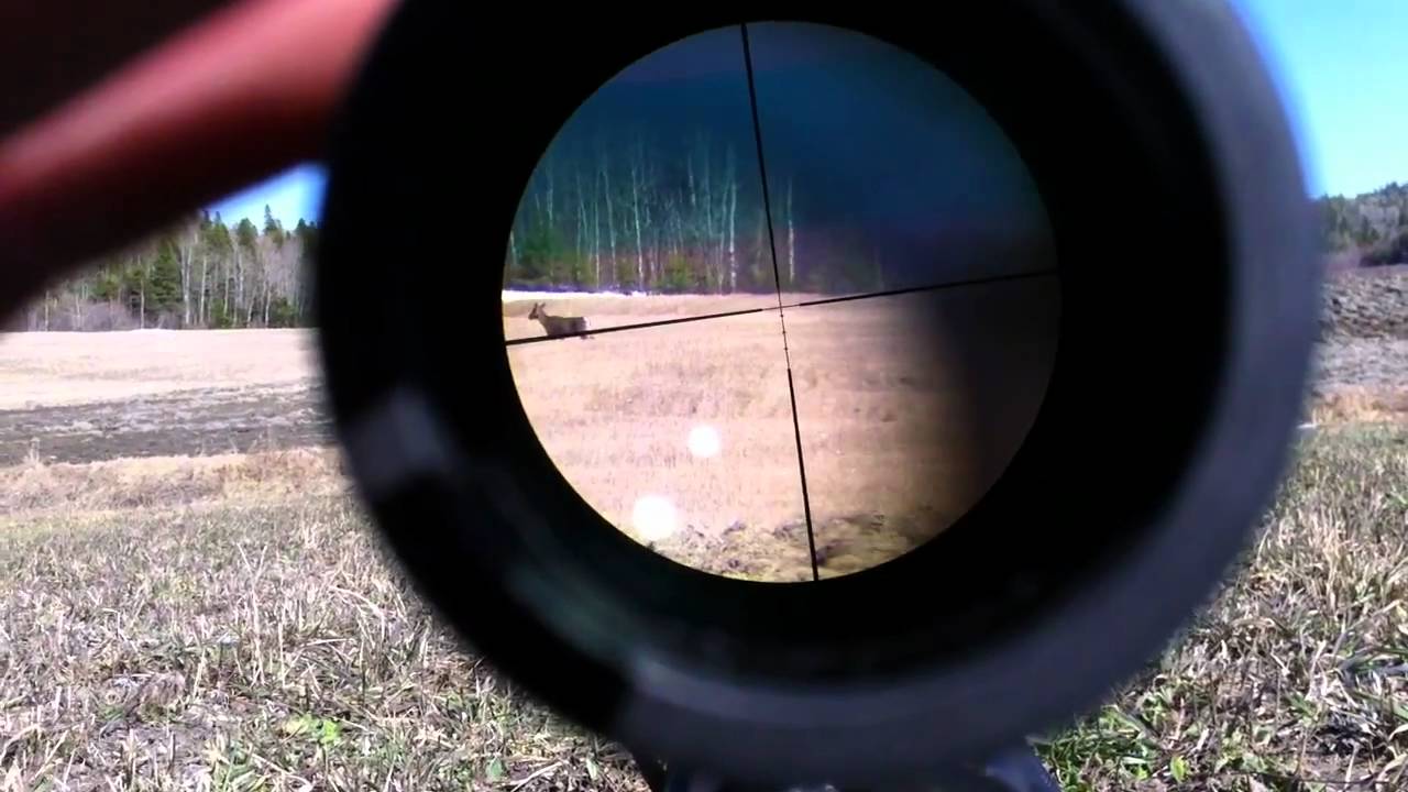 Deer at 417Y burris laserscope
