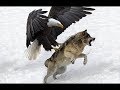 5 Times Eagle Attacks Snow Wolf. Most Amazing Moments Of Wild Animal Fights!