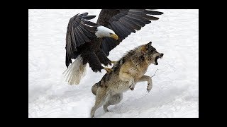 5 Times Eagle Attacks Snow Wolf. Most Amazing Moments Of Wild Animal Fights!