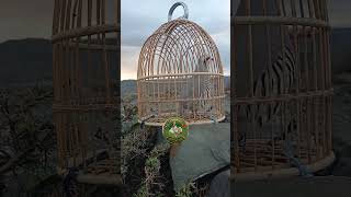 shikari chakoor keklik sesi #birds #hunting #shorts @Keklik-sesi-chakor-birds @BirdSound247