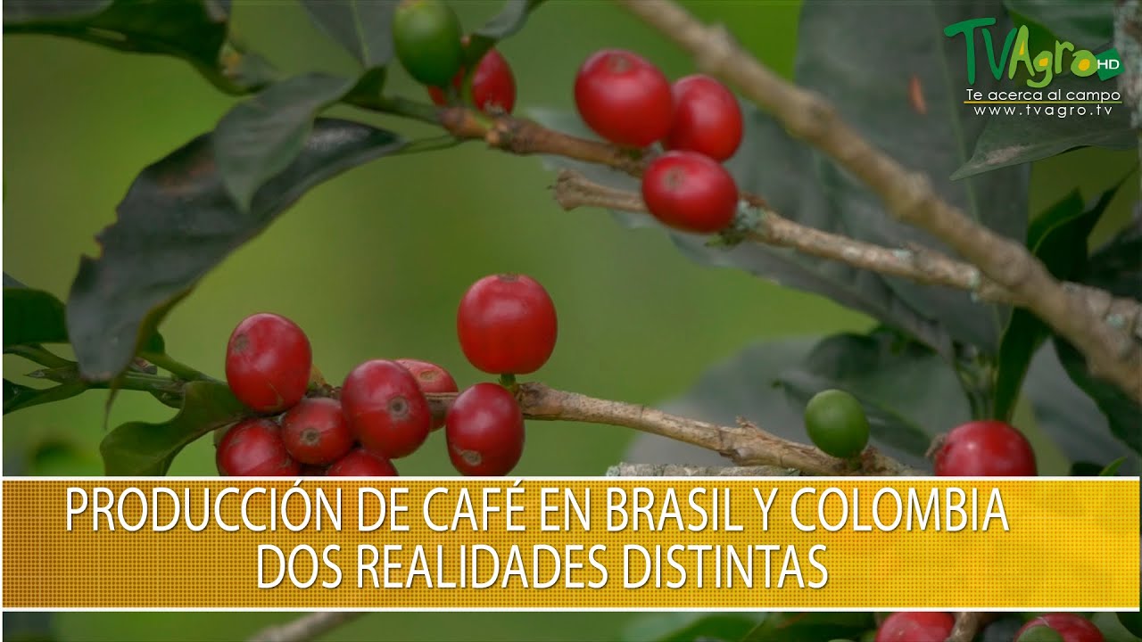 Producción de Cafe En Brasil y Colombia dos Realidades Distintas - TvAgro por Juan Gonzalo Angel